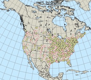 Fall hummingbird sightings