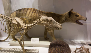 Tasmanian tiger (1 of 1)